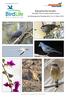 Kanarische Inseln: Teneriffa, Gran Canaria, Fuerteventura Ornithologischer Reisebericht März 2019