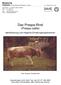 Das Prespa-Rind (Prespa cattle)