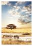 Namibia. Highlights. Afrikanisches Abenteuer für Genießer. 15 Tage ab 2.999
