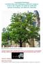 Namen der Teilnehmer. Helga Sobek, Düsseldorf. Foto: Helga Sobek Speyrer Dom mit dem wunderschönen alten starken Baum