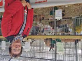 Die ausgestellten Tiere wurden von Preisrichtern des Zentralverbandes Deutscher Kaninchenzüchter (ZDK) entsprechend den Bestimmungen des