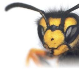 de BÜHLER GMBH Ihr Fachmann für: Fliegengitter auf Maß Insektenschutztüren auf Maß Pollenschutzgewebe Kellerschachtabdeckungen gegen Laub, Spinnen, Mäuse etc. Nispert 32 4700 Eupen Tel.