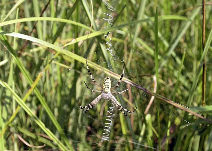 Abb. 4: Subadultes Weibchen in Netz mit charakteristischem zickzackförmigen Stabiliment.