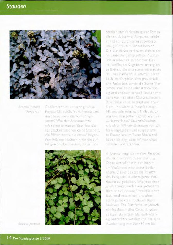 Acaena inermis Turpured Großbritannien auf eine gewisse Popularität stößt, ist A. inermis und dort besonders die Sorte 'Purpurea'.