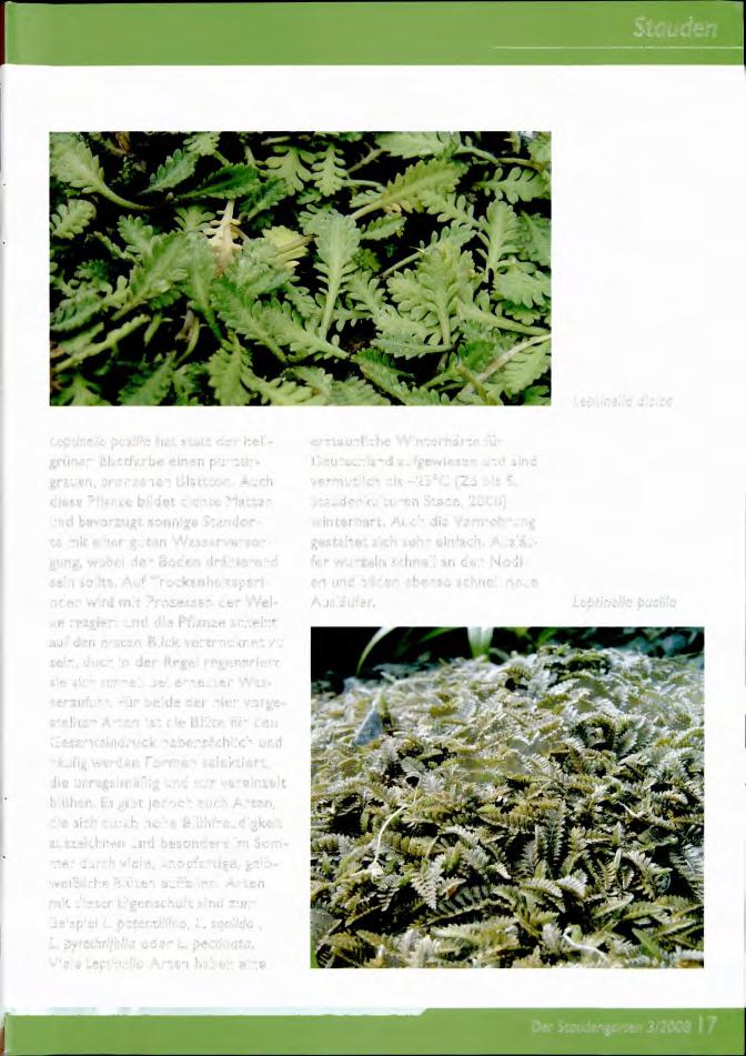 Stauden Leptinella dioica Leptinella pusilla hat statt der hellgrünen Blattfarbe einen purpurgrauen, bronzenen Blattton.