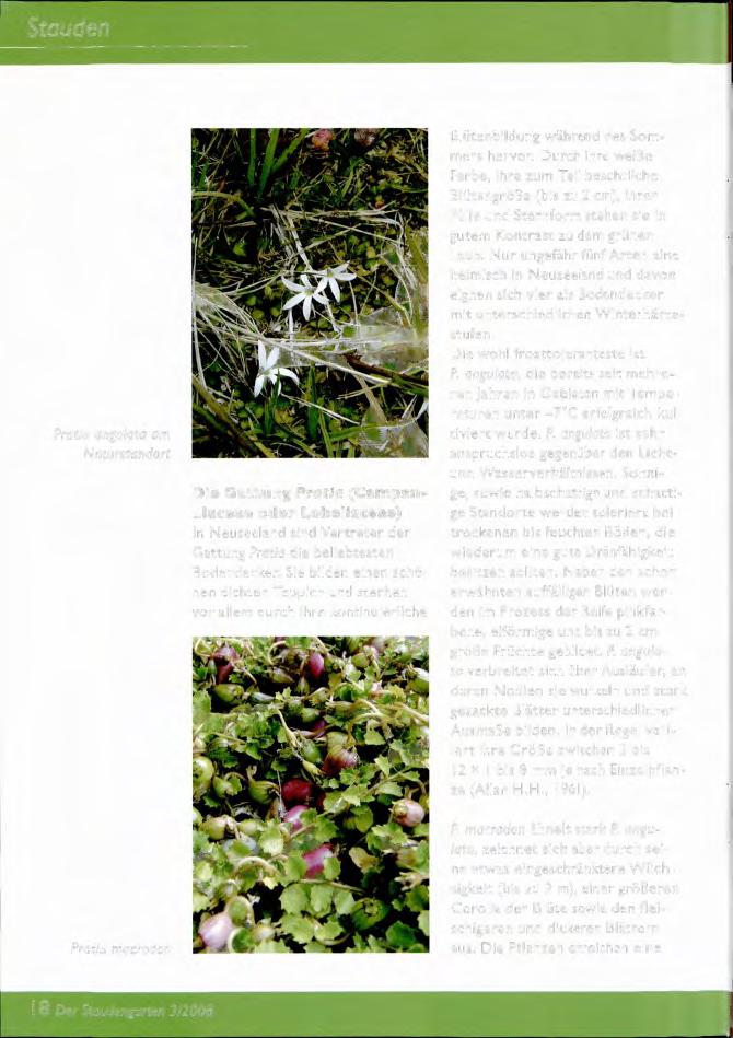 Stauden Pratia angulata am Naturstandort Die Gattung Pratia (Campanulaceae oder Lobeliaceae) In Neuseeland sind Vertreter der Gattung Pratia die beliebtesten Bodendecker.