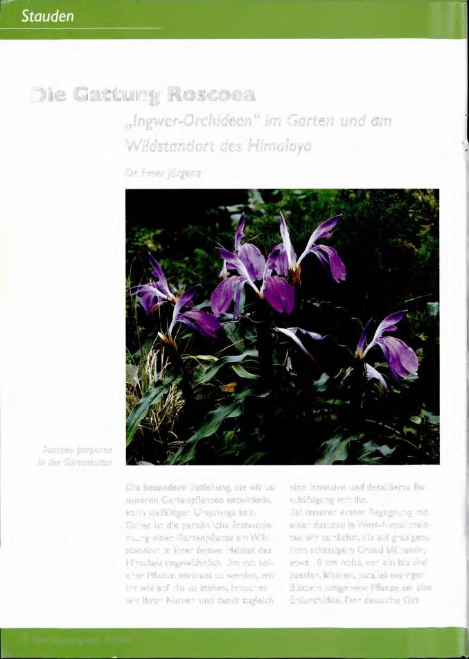 Die Gattung Roscoea Ingwer-Orchideen" im Garten und am Wildstandort des Himalaya Dr.