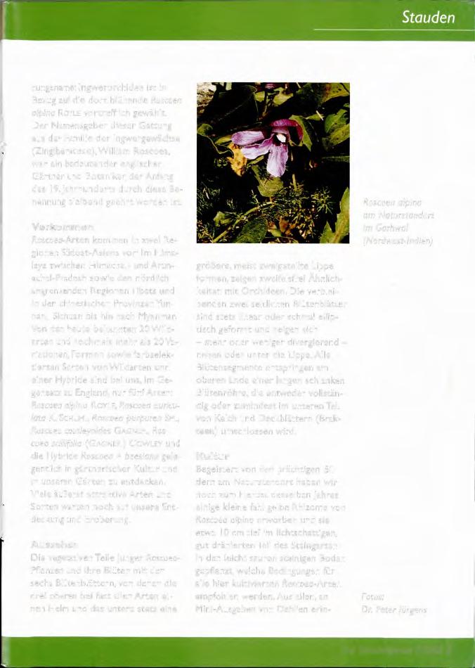 tungsname: Ingwerorchidee ist in Bezug auf die dort blühende Roscoea alpina ROYLE vortrefflich gewählt.