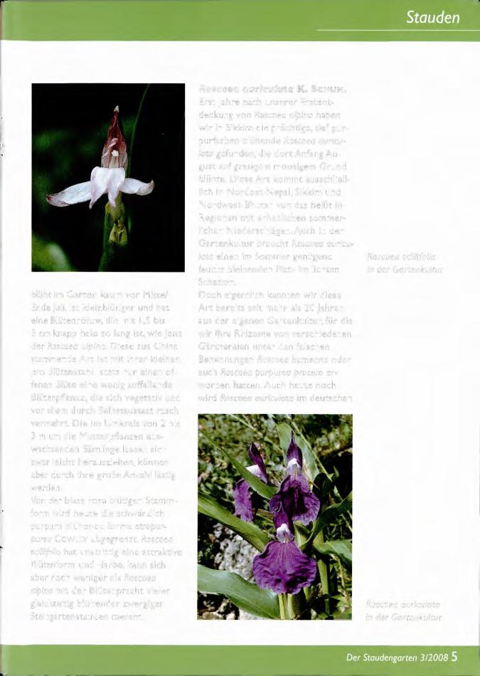 blüht im Garten kaum vor Mitte/ Ende Juli, ist kleinblütiger und hat eine Blütenröhre, die mit 1,5 bis 3 cm knapp halb so lang ist, wie jene der Roscoea alpina.