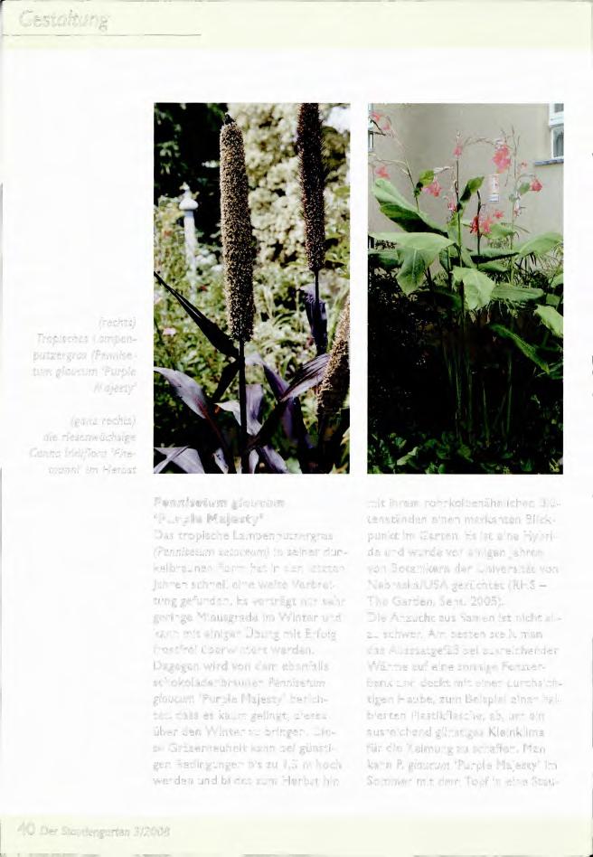 Gestaltung (rechts) Tropisches Lampenputzergras (Pennisetum glaucum `Purple Majesty' (ganz rechts) die riesenwüchsige Canna iridiflora `Ehemanni' im Herbst Pennisetum glaucum Purple Majesty' Das
