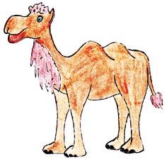Kamele gehören zwar zu den Paarhufern, laufen aber nicht wie Rinder oder Hirsche auf Hufen, sondern auf breiten weichen Sohle, damit sie nicht im weichen Wüstensand einsinken.