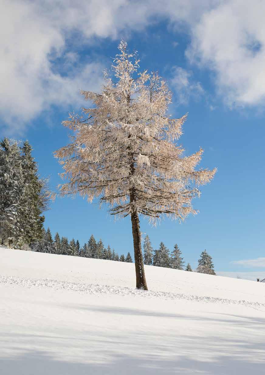ÖVP Vorderweißenbach Winterkleid Der Winter trägt sein schönstes Kleid, geschmückt mit vielen Sternen, vertreibt so manche Einsamkeit, wenn vieles liegt im Fernen.
