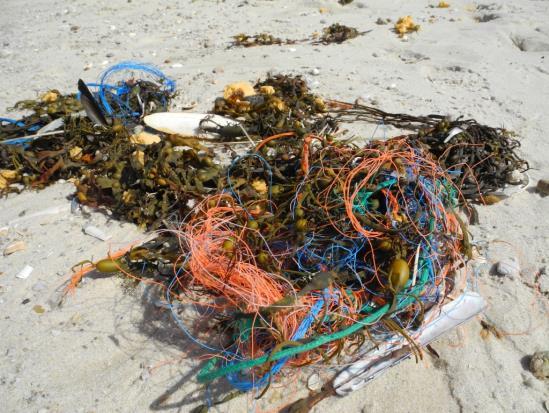 Naturschutz Aktuell Plastik im Meer es geht uns alle an!
