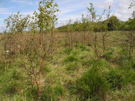 Aus den Naturschutzgebieten Verbuschung der Heideflächen in Morsum Weitere Plaggmaßnahmen in der Braderuper Heide beschränken sich derzeit auf einen halben Hektar, der nun zusammen mit