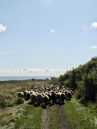 Aus den Naturschutzgebieten Die Schafherde hat auch in 2017 erfolgreich ihren Auftrag vorzüglich erfüllt.