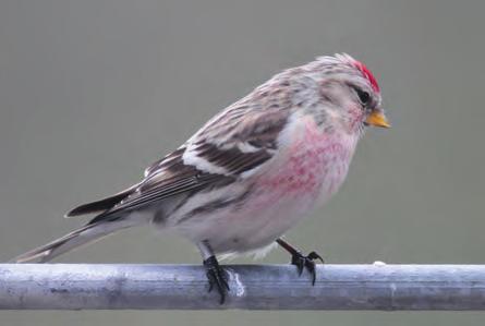 Seltene Vögel in Deutschland 2014: 2 36 Vögel beobachtet und in manchen Jahren kommt es zu bedeutenden Invasionen.