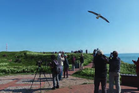 Durch seine spektakulären Flugmanöver direkt über den Köpfen, bescherte der Albatros vielen Beobachtern unvergessliche Momente. Foto: K. F. Jachmann. Helgoland, 29.5.