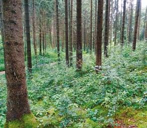 Der seither höhere Abschuss und die jährlichen gemeinsamen Waldbegehungen zeigen bereits Erfolge. Mittlerweile kann im Stiftungswald auf Zaunschutz komplett verzichtet werden.