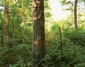 arten. Der Hubwald ist als FFH-Gebiet nach der europäischen Fauna- Flora-Habitat-Richtlinie ausgewiesen. Schon deswegen müssen die Eichenwälder erhalten werden, erklärt Rüb.