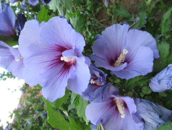 Ausgabe 4/2019 Foto: Stengel Gedanken zum Ernte-Dankfest Das sind nur vier von sicher mehr als tausend Blüten an unserem Hibiscus- Strauch im Hof eine wahre Blütenpracht.