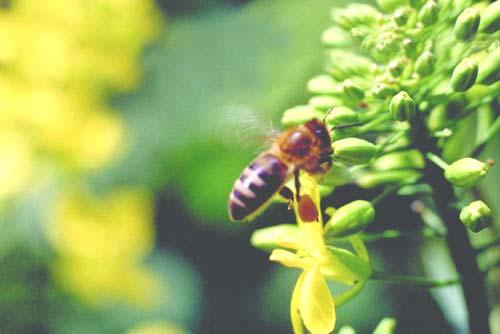 AUS DEM VEREINSLEBEN IMKER Die Honigbiene und ihr Nutzen Besonders im Frühjahr wird oft über die Honigbienen und ihre Leistungen gesprochen.