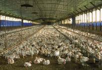 Dabei werden in der großindustriellen Produktion keine herkömmlichen Hühnerrassen gehalten. Es kommen sog. Masthybride zum Einsatz, also auf die Fleischproduktion optimierte Züchtungen.