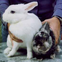 Franz und Sissi kommen aus der Auffangstation in Ennepetal Sweet little Bunnys. Dort haben sich die beiden kennen und lieben gelernt und sind seitdem unzertrennlich. Sissi ist das weiße Kaninchen.