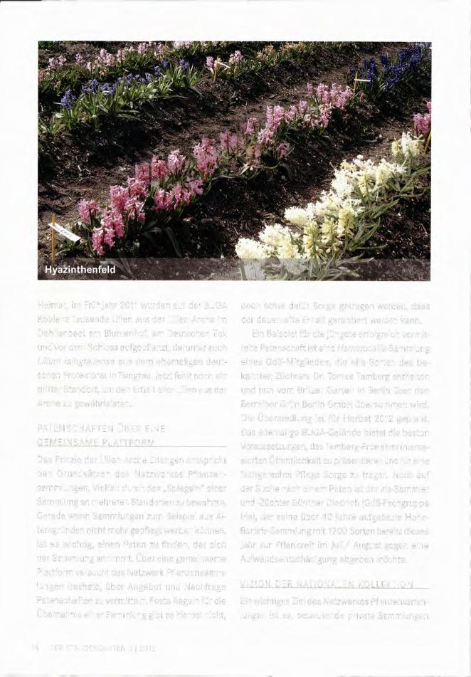 Heimat, im Frühjahr 2011 wurden auf der BUGA Koblenz Tausende Lilien aus der Lilien-Arche im Dahlienbeet am Blumenhof, am Deutschen Eck und vor dem Schloss aufgepflanzt, darunter auch Lilium