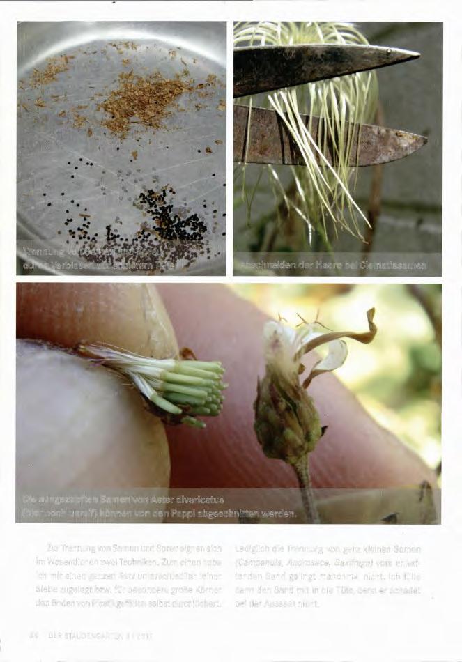 Trennung von Samen und Spreu durch Verblasen auf schiefem Teller Abschneiden der Haare bei Clematissamen Die ausgezupften Samen von Aster divaricatus (hier noch unreif)