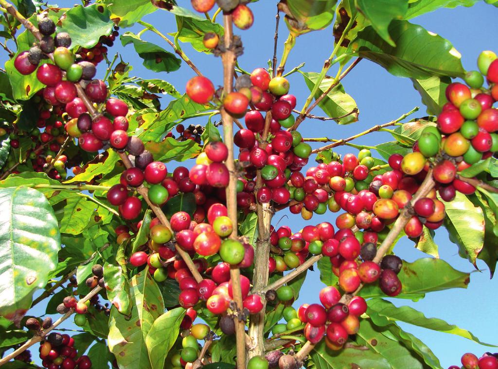 Nr. 42 19. Oktober 2018 19 Kaffee aus Brasilien Im Kaffeeland Brasilien rösten die Pomeranos ihren Kaffee auf alte Art A ls die Pommern Mitte des 19.