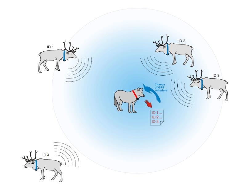 Themenschwerpunkte Wolf/Rotwild und Wolf/Weidetiere I. Raumverhalten (GSM/Iridium-GPS-Telemetrie): Interaktionsverhalten Wölfe/Rotwild bzw./weidetiere/elch II.