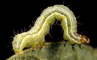 Wie im Artikel Schädlingskontrolle oder Screening der Ackerbaukulturen in MENNO informiert vom Februar definiert wurde, gilt ein Insekt ab dem Moment als Schädling oder Plage, wo es ökonomischen