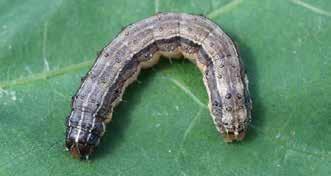 19 Sorghumanbau, sie ernährt sich von den Reproduktionsorganen der Baumwolle und auch im Sojaanbau ist sie ein regelmäßiger Schädling (Abbildung 11). Abbildung 11: Larve der Spodoptera frugiperda.
