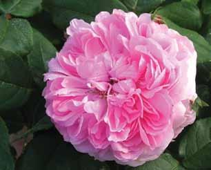 Chinarose Rose Rosa Rosen FAKSIMILE Pierre Joseph Redoute 1833