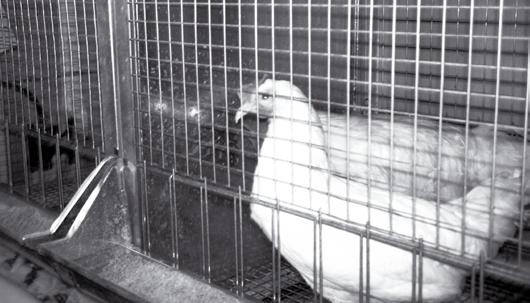 Tierrechtsaktivistin darf für eine Nummer aus dem Käfig