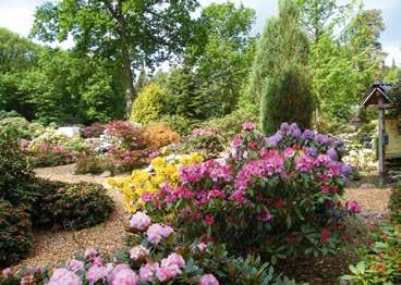 Ein würdevoller Auftakt für die Jubiläumssaison im Rhododendronpark Hobbie, denn dieser feiert in diesem Jahr sein 90-jähriges Bestehen.