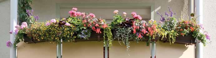 Unterstützung erhielten wir hierbei auch dieses Jahr von einem absoluten Fachmann. Bernhard Bielefeld von der Gärtnerei Bielefeld bot wieder seine wunderschönen Balkon- und Gartenblumen an.