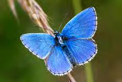 Die Männchen fallen durch die kräftig blauen Oberseiten der Flügel auf. Schmal, aber oho! Wegränder, Feldraine und Säume können für zahlreiche Pflanzen ein Rückzugs- und Lebensraum sein.