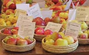 Der Erhalt und die Nutzung alter Apfelsorten ist ein Beitrag zum Schutz der genetischen Vielfalt.