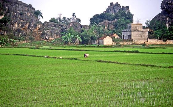 VIETNAM Wenn die Kinder in die Städte ziehen, droht das Elend J A N B A L S T E R ¹ Die ländliche Kultur der vietnamesischen Reisbauern ist keine heile Welt mehr.