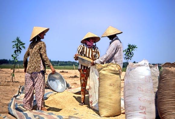 Familien müssen sich zusammenschließen, um die Reisschüsseln vieler hungriger Münder füllen zu können. Dabei steht die gemeinsame Bewässerungsanlage im Vordergrund.