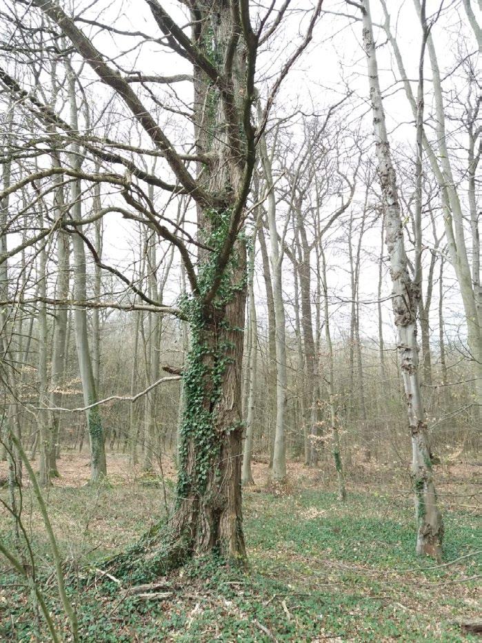 Berichte regional Die Flatterulme Baum des Jahres 2019 Jahre und Jahrzehnte eine wichtige Rolle beim Artenschutz und auch als Stadtbaum zu.