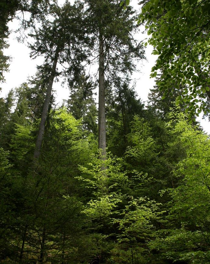 Landesbetrieb Wald und Holz Nordrhein-Westfalen Berichte Das neue Waldbaukonzept für Nordrhein-Westfalen Mit Hilfe des Waldbaukonzeptes NRW soll die Entwicklung klimaplastischer, strukturierter
