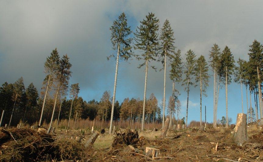 Landesbetrieb Wald und Holz Nordrhein-Westfalen Kurzmeldungen Borkenkäfer-Tools Wald und Holz NRW nutzt Tough-Pad und Smartphones auch für die Suche und Erfassung von Borkenkäferbefall.