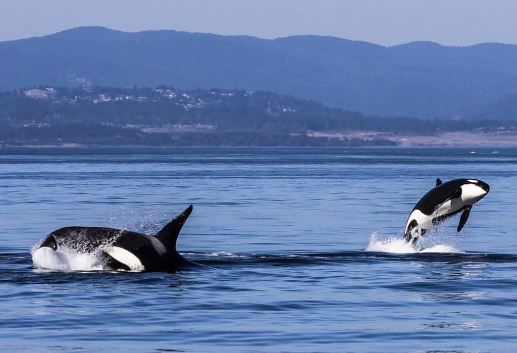Whale Watching Pro oder Contra Orca-Lebensfreude pur bei Mutter und Kind. Erlebt diese tollen Tiere bei einem nachhaltigen Whale Watching.