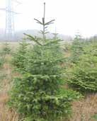 Markus Schell, Ortsbürgermeister Weihnachtsbaumverkauf Liebe Nisterauer Bürger In unserer gemeindeeigenen Weihnachtsbaumkultur sind wunderschöne Nordmanntannen herangewachsen.