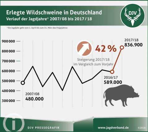 Rekordhoch im Jagdjahr 2017/2018: Der Deutsche Jagdverband (DJV) hat die Jagdstatistik für Wildschweine ausgewertet: Die Jäger haben in der Saison 2017/18 (1. April bis 31. März) genau 836.