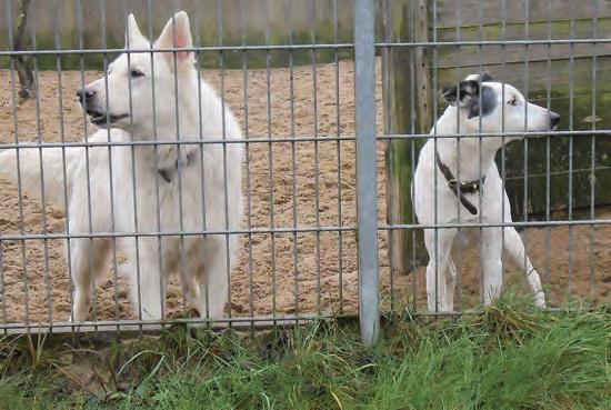 UHLENKROG Kontakt: www.tierheim-kiel.de Zwei liebenswerte Hundekumpel suchen ein Zuhause Jürgen und Slatko unsere Titelbild-Models Woher kennt man noch gleich diese Namen?