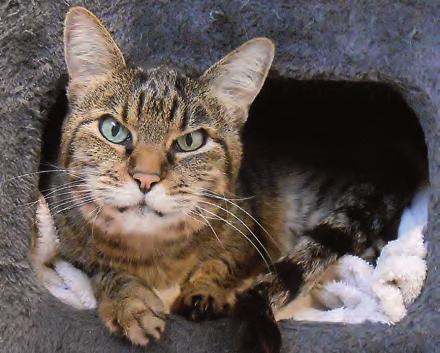 UHLENKROG Kontakt: www.tierheim-kiel.de Katze Madonna ist 10 Jahre alt und eine ausgesprochen liebe und geduldige Katze.