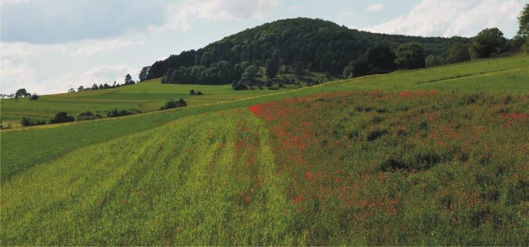 Vom Feldflorareservat zum Schutzacker Am 23. 3. 2010 erfolgte die Einladung zu einem Workshop zum Projekt 100 Äkker für die Vielfalt an der Uni Hohenheim unter Leitung von Prof.